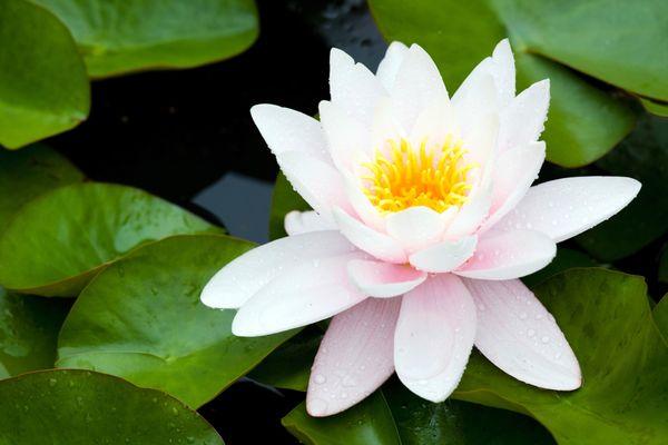 Organically Organized