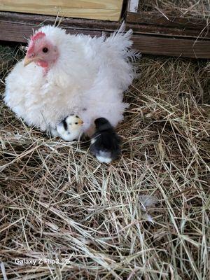 Hitchin Post Corral and Campground RV Park