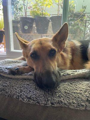 Ripley from Redwood city