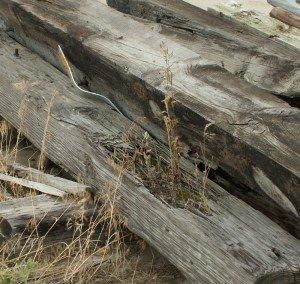 Graceful Oaks Youth Ranch