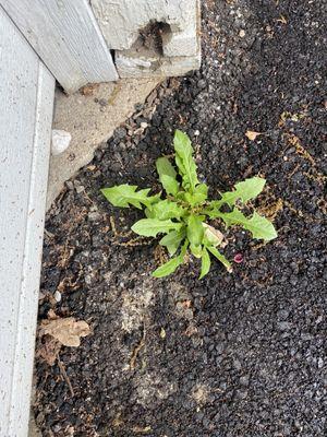 Weeds sprouting through less than 8 months after service