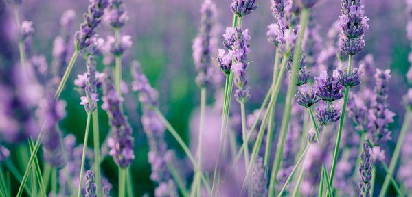 Roaring Fork Wellness Clinic