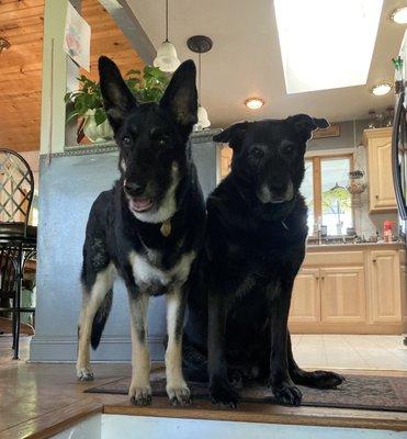 Cummings Veterinary Hospital