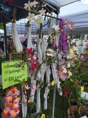 Frangipani Cuttings