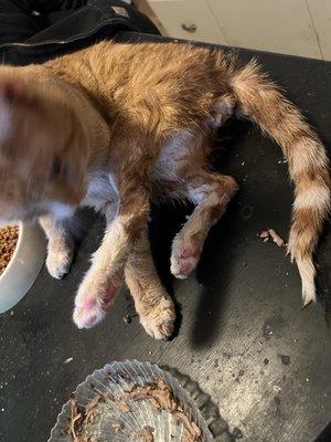 Carmi Veterinary Clinic