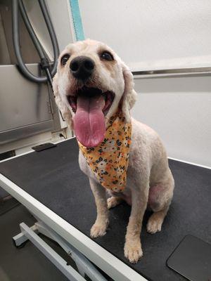 Zoomin Groomin - Alpharetta