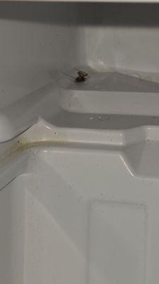 Cockroach and bedbug