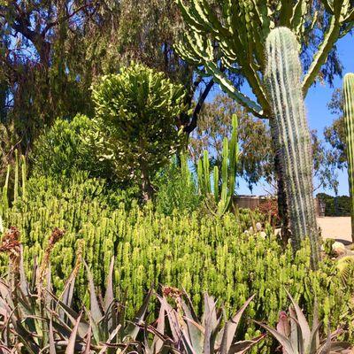 Desert Garden