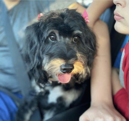 Panache Paw Spa & Boutique