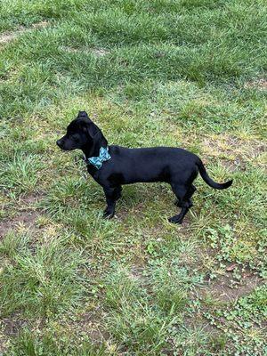 The Hotel For Homeless Dogs