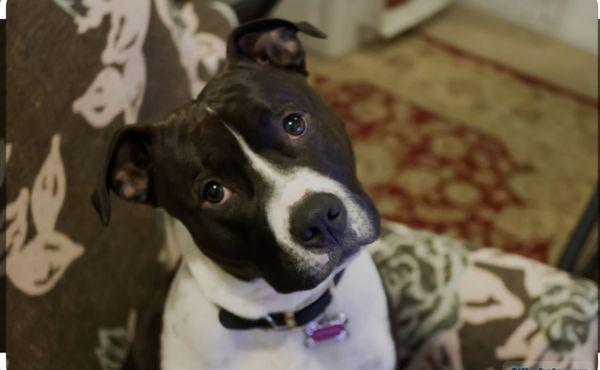 This is Bullet .He's one of our A+ students.