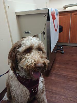 Intermountain Pet Hospital-Nampa