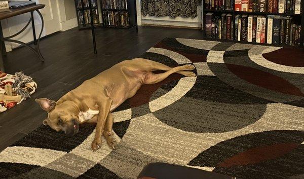 Logan is so happy to have a nice, clean rug again!