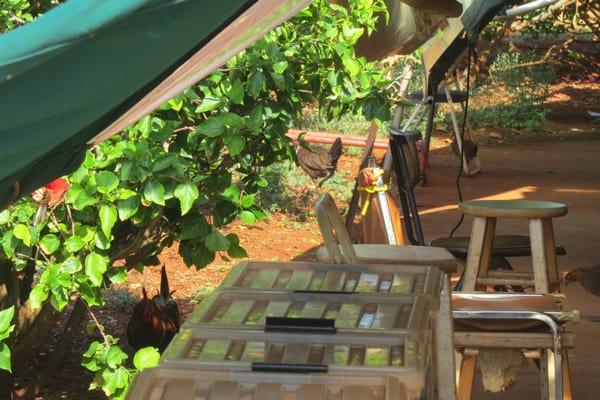 Spouting Horn Gift Huts