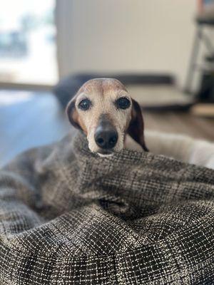 99th Avenue and Lower Buckeye Animal Clinic