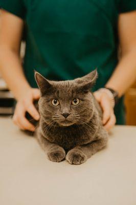 CareVet of Atchafalaya