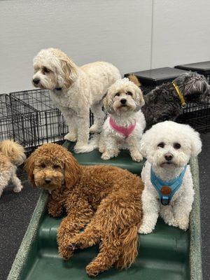 Dogtopia of Town and Country