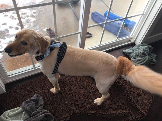 Little Paws Dog Shop