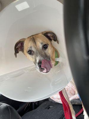 Hamlin Veterinary Clinic