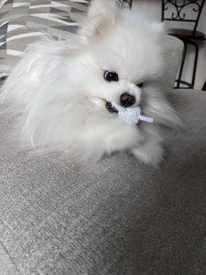 Pet Dermatology of South Florida