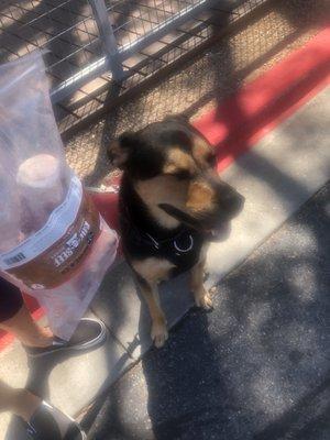 Healthy Pet - North Austin