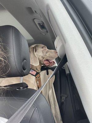 Independence Veterinary Hospital