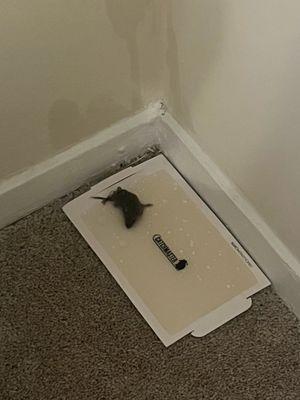 My Guy Pest Professionals