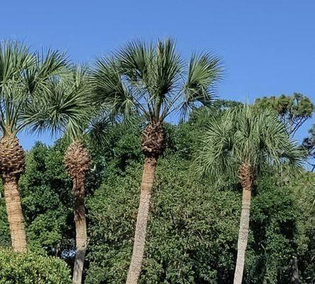 Rons Quality Tree Service