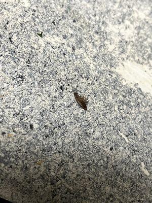 Stonebrook Apartments