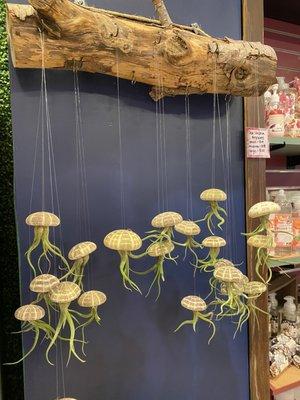 Teacup Succulents & More