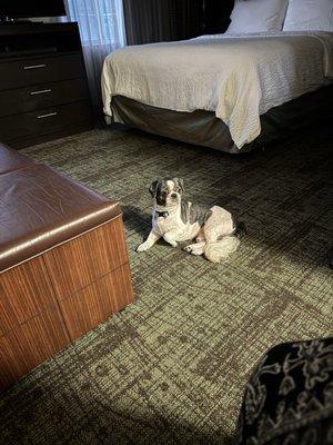 Staybridge Suites Allentown West