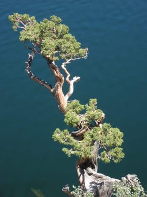 David Adams SEP, ASI