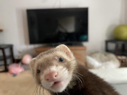 Basin Run Animal Hospital