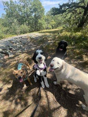Evergreen Dogs
