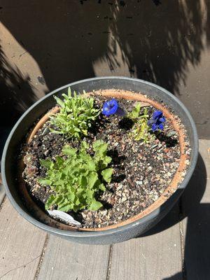 Edelweiss Perennials