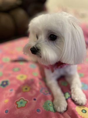 Rachel Ann's Country Clips Pet Grooming