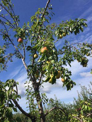 Gathering Winds Farm & Orchard
