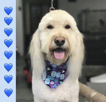 Hair Of The Dog Grooming Salon