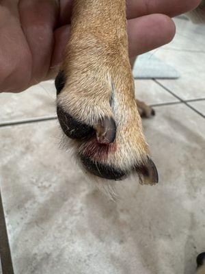 Pampered Pooch & Spa