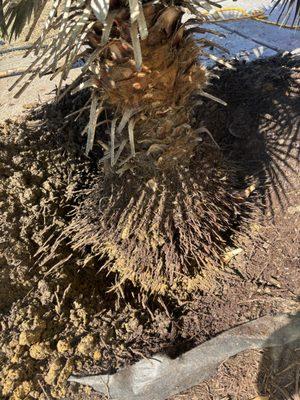 Look at those roots! Removing the palm tree, with no damage to the root system, was a success. Job well done is a must at Yardie Care Plus!