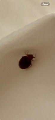 Picture of the bedbug found in the bed