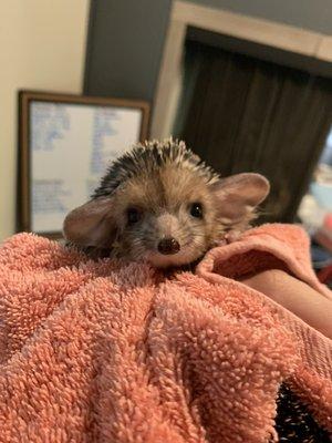 Spumoni the long-eared hedgehog after a bath