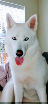 Sunflower Dog Grooming