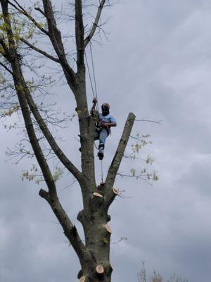 Tree Trimming Solutions