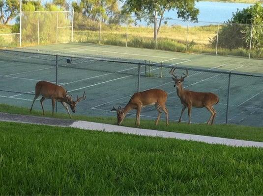 Canyon Lake Villas Condos