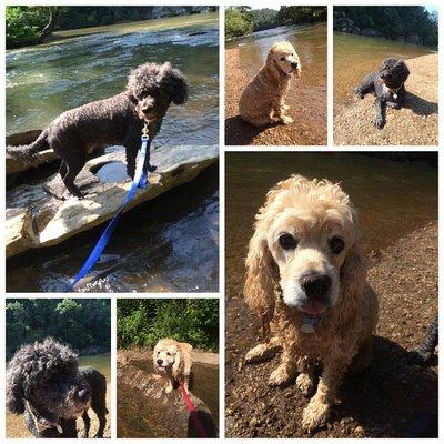 Chattapoochie Dog Hiking Adventures