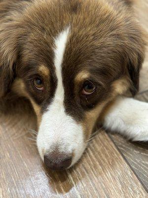 Floral City Animal Clinic