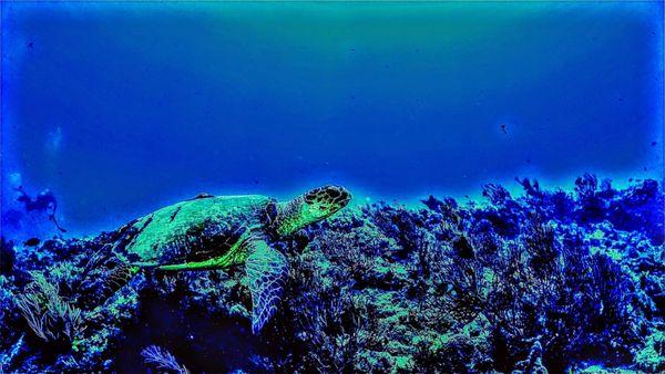 The Kyalami Scuba Club