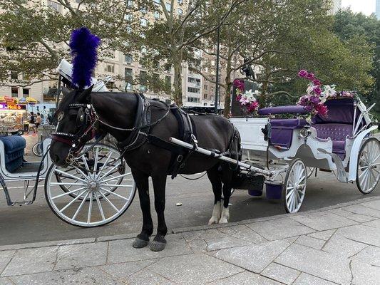 Horse carriage in Central Park