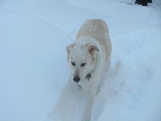 Sky ended up developing friendships with other dogs and we often went on adventures in the snow with them.